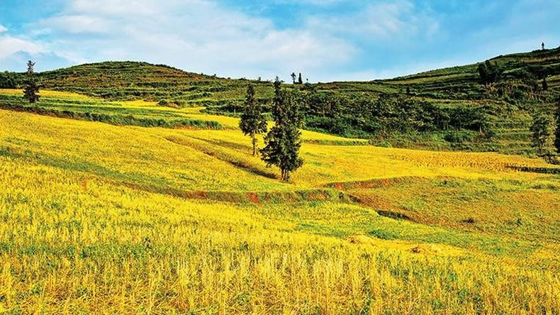 Los arrozales se ven como una tela suave que se adapta al terreno ondulado de la montaña.