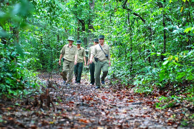 Actividades de patrullaje para la protección forestal de los guardabosques en la reserva natural Binh Chau - Phuoc Buu. (Fuente:VNA)