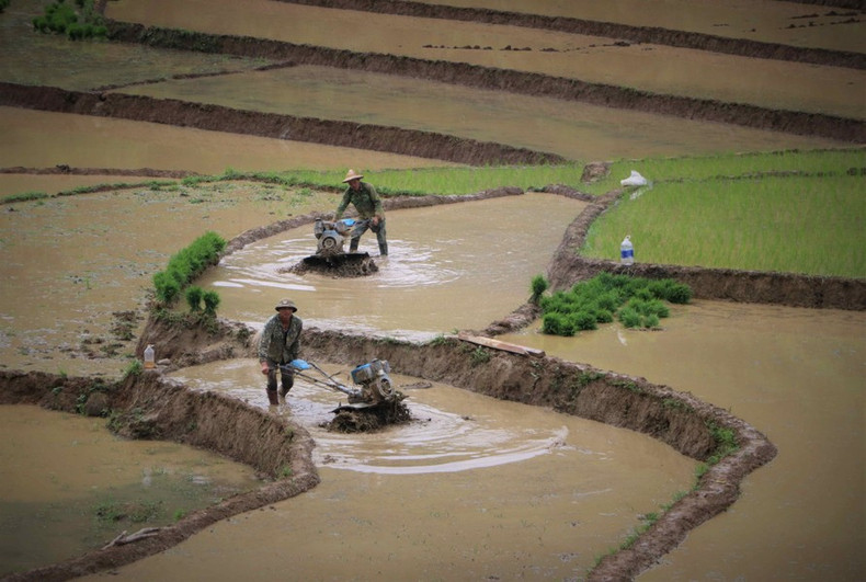 Cuando el agua fluye hacia los campos en terrazas, agricultores realizan los trabajos en los terrenos para poder cultivar el arroz. (Foto: VNA) Cuando el agua fluye hacia los campos en terrazas, agricultores realizan los trabajos en los terrenos para poder cultivar el arroz. (Foto: VNA)