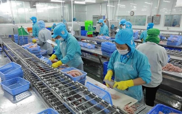 Procesamiento de pangasius para exportación. Foto VNA