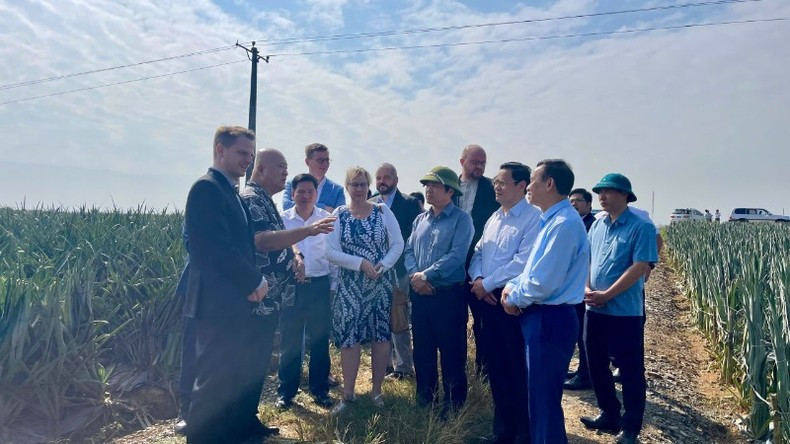 La delegación de alto nivel del Partido de Izquierda de Alemania visita los campos de piña de la empresa exportadora de alimentos Dong Giao, en la ciudad de Tam Diep. La delegación de alto nivel del Partido de Izquierda de Alemania visita los campos de piña de la empresa exportadora de alimentos Dong Giao, en la ciudad de Tam Diep.