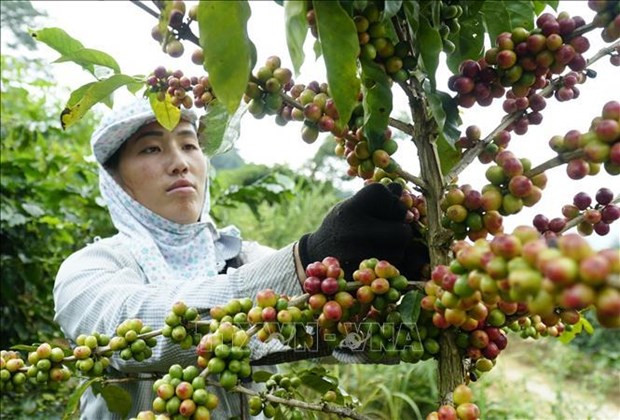 Cosecha de café. (Foto ilustrada. Foto: VNA)