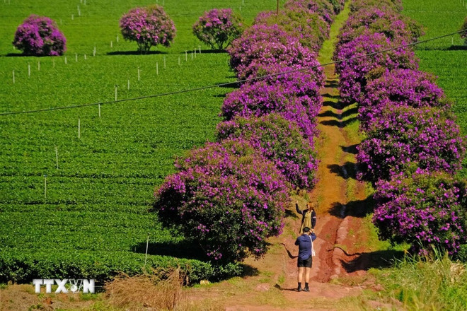 El color púrpura de las flores "mua" en las colinas de té atrae a muchos jóvenes para tomar fotografías. (Foto:VNA) El color púrpura de las flores "mua" en las colinas de té atrae a muchos jóvenes para tomar fotografías. (Foto:VNA)