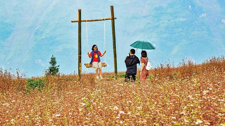 Los visitantes disfrutan tomando fotos en el jardín de flores de alforfón.