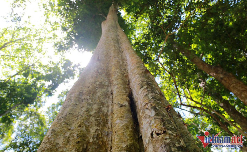 En el bosque, los excursionistas pueden encontrar miles de árboles de decenas de metros de altura. En el bosque, los excursionistas pueden encontrar miles de árboles de decenas de metros de altura.