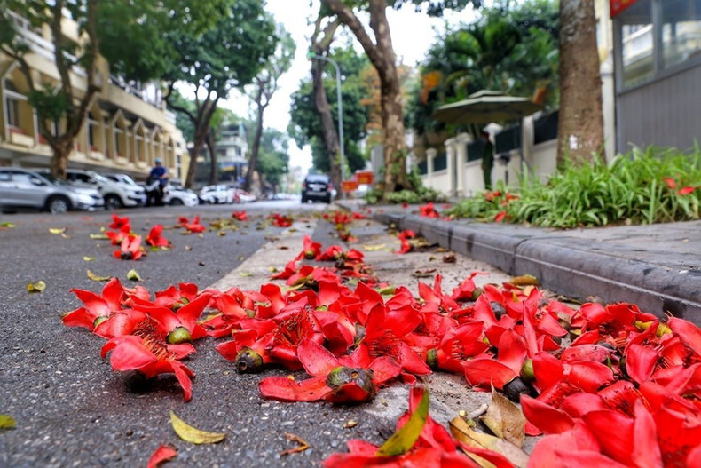 A pesar de su corto ciclo de vida de solo unos días, cuando caen, estas flores aún conservan intacto su color rojo brillante sin desvanecerse o marchitarse como otras flores. (Foto: VNA)