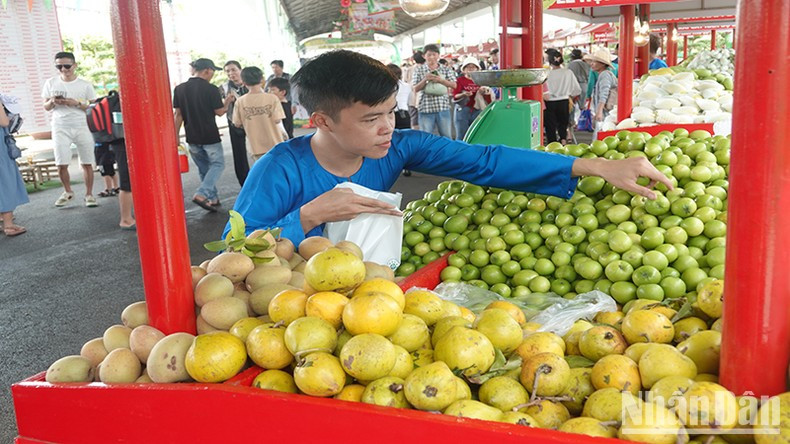 Presentan diversidad de frutas en el festival. Presentan diversidad de frutas en el festival.