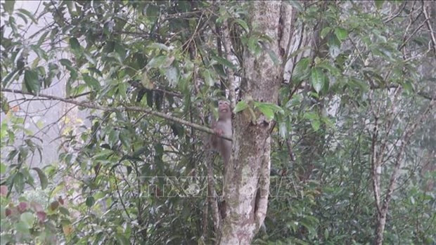Libren al hábitat natural macacos de cola de cerdo. (Fotografía: VNA)