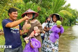 Turistas disfrutan de la experiencia de recoger mangos en los huertos de la comuna de Cam Lam, en Khanh Hoa. (Foto: VNA)