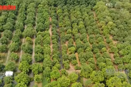 [Vídeo] Vietnam impulsa el turismo verde y circular