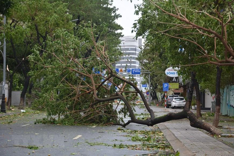 Diversos árboles fueron arrancados de raíz por el tifón. (Foto: VNA) Diversos árboles fueron arrancados de raíz por el tifón. (Foto: VNA)