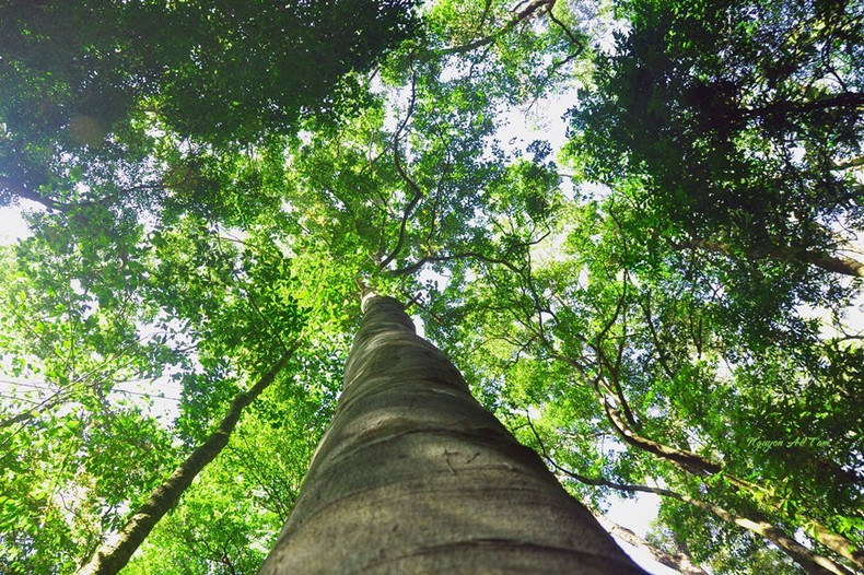 La rica y diversa flora del Parque Nacional Kon Ka Kinh. La rica y diversa flora del Parque Nacional Kon Ka Kinh.