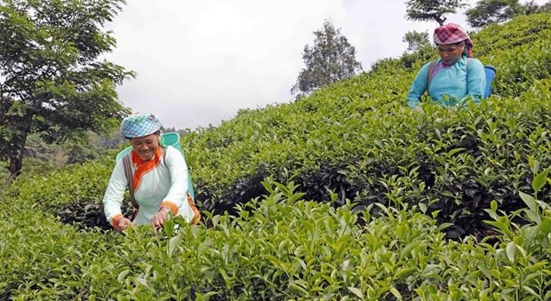 La familia de Phan Thi Vui, del grupo étnico Giay en la provincia de Lao Cai, cultiva dos hectáreas de té, que generan ingresos estables. La familia de Phan Thi Vui, del grupo étnico Giay en la provincia de Lao Cai, cultiva dos hectáreas de té, que generan ingresos estables.