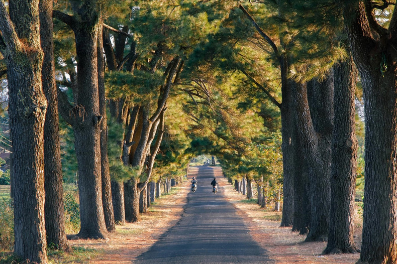 Los pinos fueron plantados en 1921 (durante el período colonial francés) por los trabajadores de la plantación de So Tra.