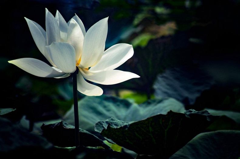 Un hermoso loto blanco bajo la luz del sol.