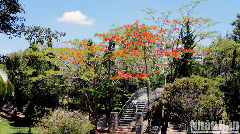 Junto con el singular fenómeno del brote de las flores de cerezo a finales de la primavera, por estos días en la ciudad montañosa de Da Lat, las flores de flamboyán, que señalan el verano, han corrido para encender fuegos en medio del cielo azul. Junto con el singular fenómeno del brote de las flores de cerezo a finales de la primavera, por estos días en la ciudad montañosa de Da Lat, las flores de flamboyán, que señalan el verano, han corrido para encender fuegos en medio del cielo azul.