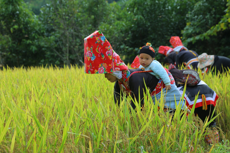 Los niños siguen a sus madres a los campos donde se cosecha el arroz.