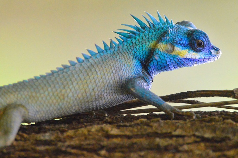 Un agama azul (Calotes versicolor), también conocido como galeote azul o lagarto arlequín. Un agama azul (Calotes versicolor), también conocido como galeote azul o lagarto arlequín.