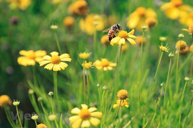 Con una altura media de 15-30 centímetros, el crisantemo tiene forma caída y el tallo está curvado hacia el suelo, pero las flores crecen en la dirección de recibir la luz solar. (Foto: Vietnam+) Con una altura media de 15-30 centímetros, el crisantemo tiene forma caída y el tallo está curvado hacia el suelo, pero las flores crecen en la dirección de recibir la luz solar. (Foto: Vietnam+)