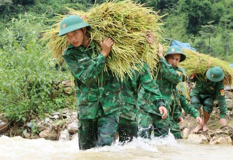 Los soldados del equipo móvil de entrenamiento del Alto Mando de la Guardia Fronteriza de la provincia de Lai Chau ayudan a la gente a cosechar arroz.