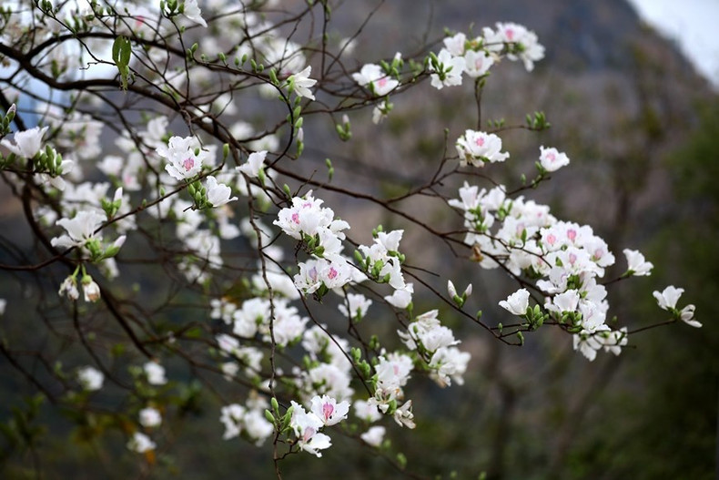 Los árboles de Hoa Ban, en el paso de Pha Dinh, están en plena floración. Los árboles de Hoa Ban, en el paso de Pha Dinh, están en plena floración.
