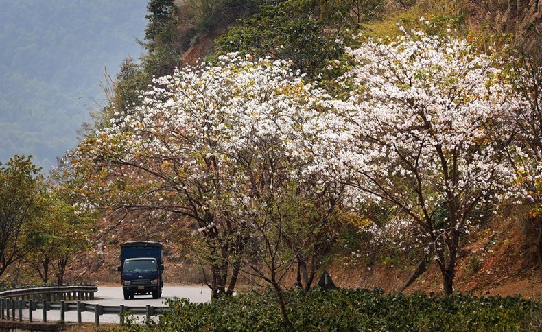 Los árboles de Hoa Ban, en el paso de Pha Dinh, están en plena floración. Los árboles de Hoa Ban, en el paso de Pha Dinh, están en plena floración.
