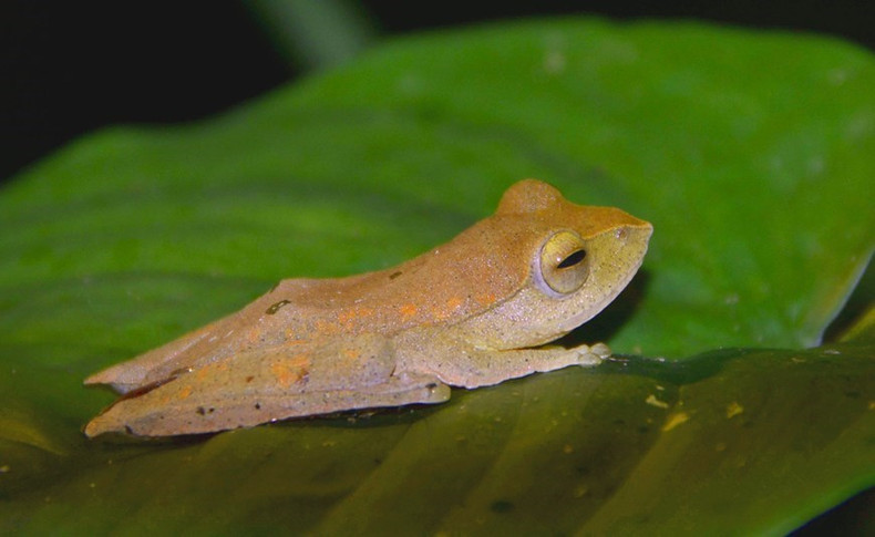 Una rana Robertinger, conocida científicamente como Rhacophorus robertingeri. Una rana Robertinger, conocida científicamente como Rhacophorus robertingeri.