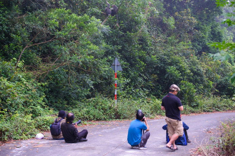 En la temporada en que florecen el lim xet, a Son Tra vienen numerosos turistas y fotógrafos. En la temporada en que florecen el lim xet, a Son Tra vienen numerosos turistas y fotógrafos.