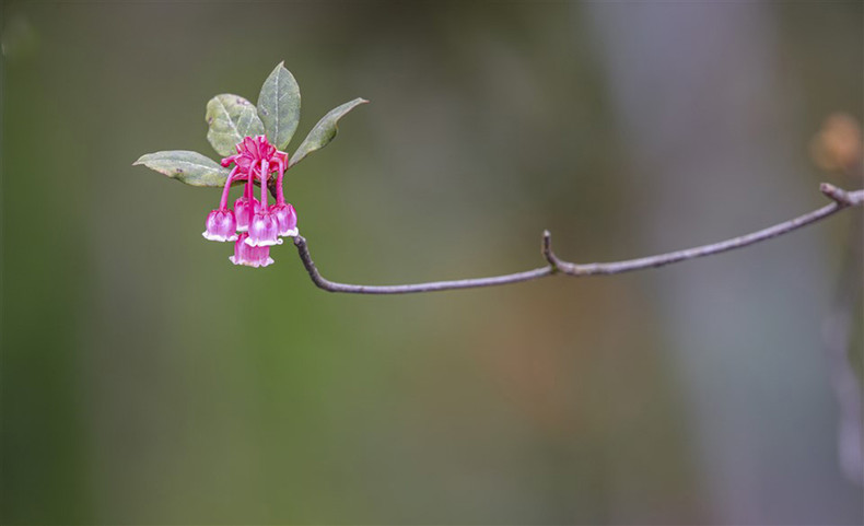 La zona turística de Sun World Ba Na Hills es el único lugar en Vietnam que posee cerca de 500 árboles del mencionado tipo de durazno.