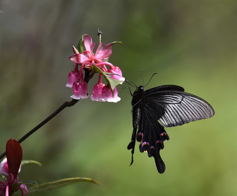 Poética escena primaveral en Ba Na.