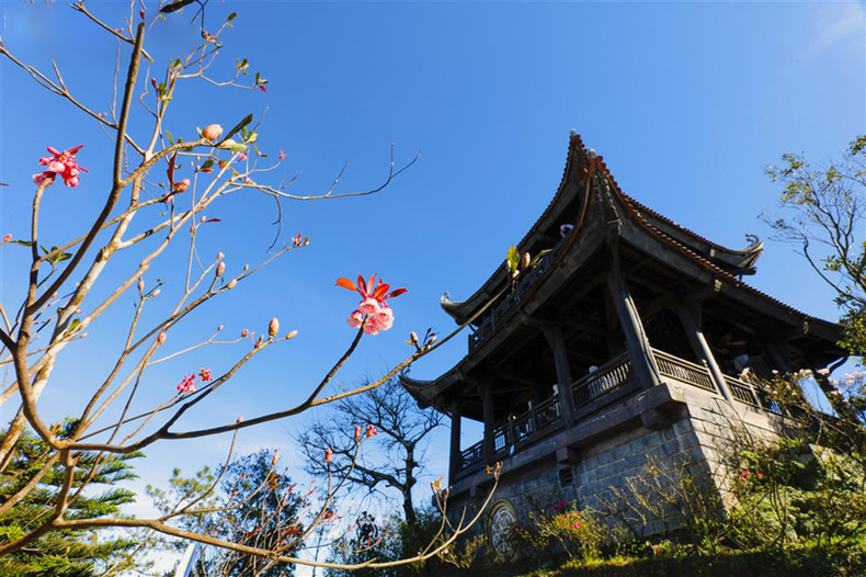 El pico Ba Na es el área con la mayor concentración de árboles de flor de durazno con forma de campana.