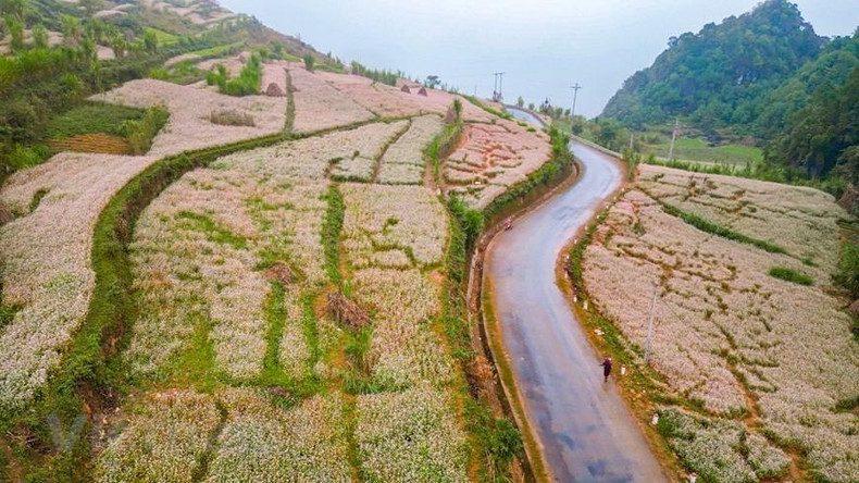 El color de las flores de trigo sarraceno convirtió el paisaje local en un panorama más lírico y poético. (Foto: Vietnam+)