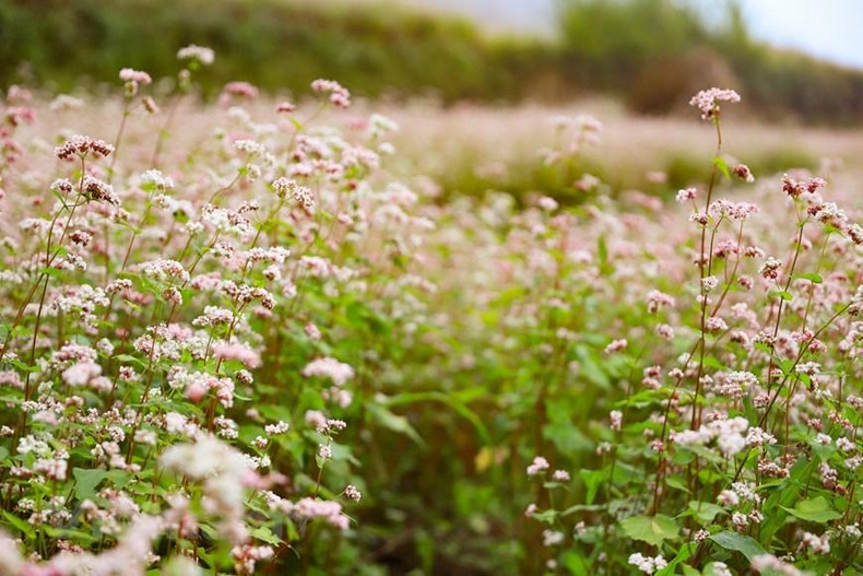 En los últimos años, los campos de flores de alforfón se han considerado como uno de los principales destinos turísticos de la meseta rocosa de Dong Van. Este año, el octavo festival al respecto se inaugurará el 26 de noviembre en el distrito de Dong Van (Ha Giang) con el tema "La vitalidad de la meseta rocosa" (Foto: Vietnam+).