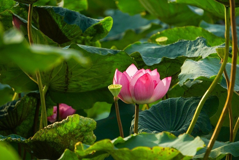 La belleza pura y especial de la flor de loto de Bach Diep en el Lago del Oeste.