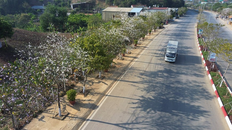Filas de flores blancas de Ban en la ruta Hanói - Son La. Filas de flores blancas de Ban en la ruta Hanói - Son La.