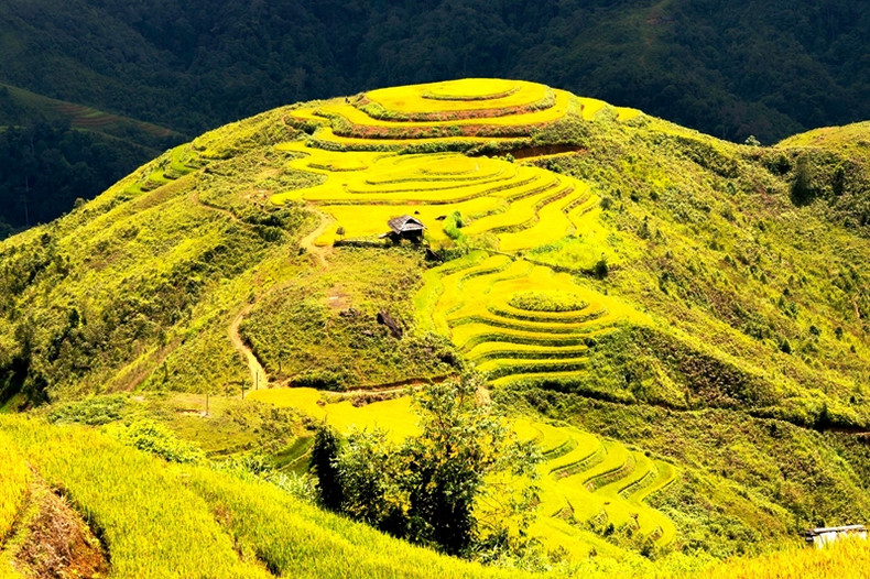 Los campos en terrazas del Noroeste en la temporada de arroz maduro prometen una experiencia poética a los turistas.
