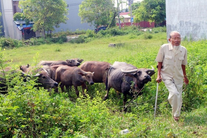 El inválido de guerra Bui Gia Vien, del pueblo de Duy Tien, de la provincia de Ha Nam, es un víctima directa del Agente Naranja tipo 3. Obtiene un modelo económico de ganadería que genera de 12 a 16 mil dólares de ingreso cada año. (Foto: VNA) El inválido de guerra Bui Gia Vien, del pueblo de Duy Tien, de la provincia de Ha Nam, es un víctima directa del Agente Naranja tipo 3. Obtiene un modelo económico de ganadería que genera de 12 a 16 mil dólares de ingreso cada año. (Foto: VNA)