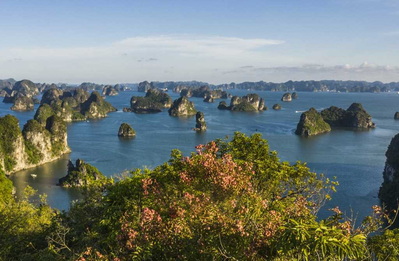 La temporada de brotación de las flores de bong moc (Sinoradlkofera minor) es desde mediados de julio hasta finales de agosto.