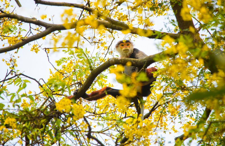 Un langur jaspeado con el nombre científico de Pygathrix nemaeus disfruta del color amarillo de flores lim xet. Un langur jaspeado con el nombre científico de Pygathrix nemaeus disfruta del color amarillo de flores lim xet.
