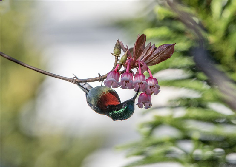 Los coloridos y seductores ramos de flores fascinan a los visitantes.