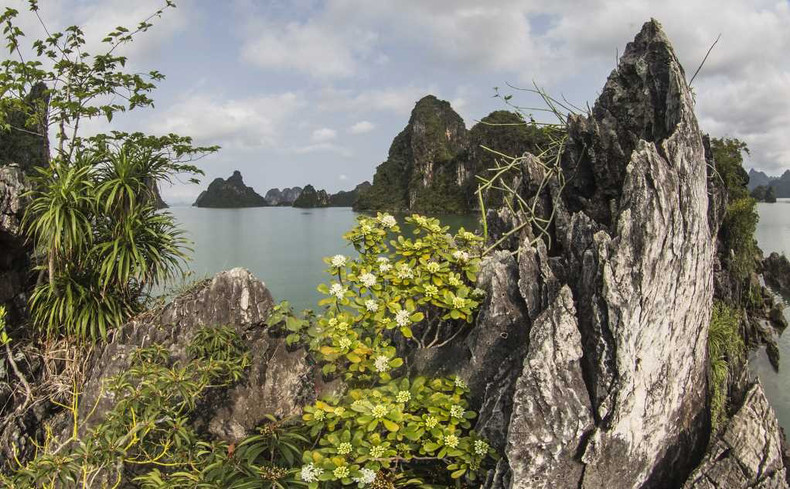 Entre el verde de los árboles y el agua se esconden islas rocosas.