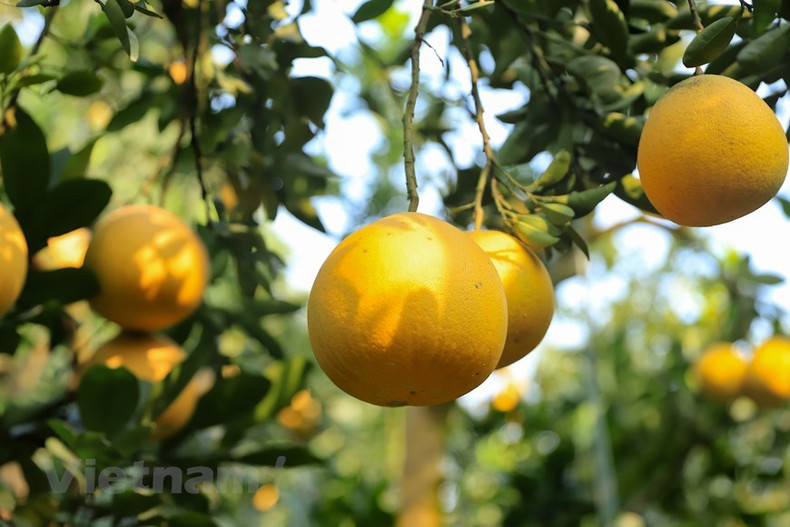 Cada árbol de pomelo de Dien, de más de siete años, produce de 50 a 70 frutas. Los de mayor antigüedad podrían producir más de 100, cada árbol. Cada árbol de pomelo de Dien, de más de siete años, produce de 50 a 70 frutas. Los de mayor antigüedad podrían producir más de 100, cada árbol.