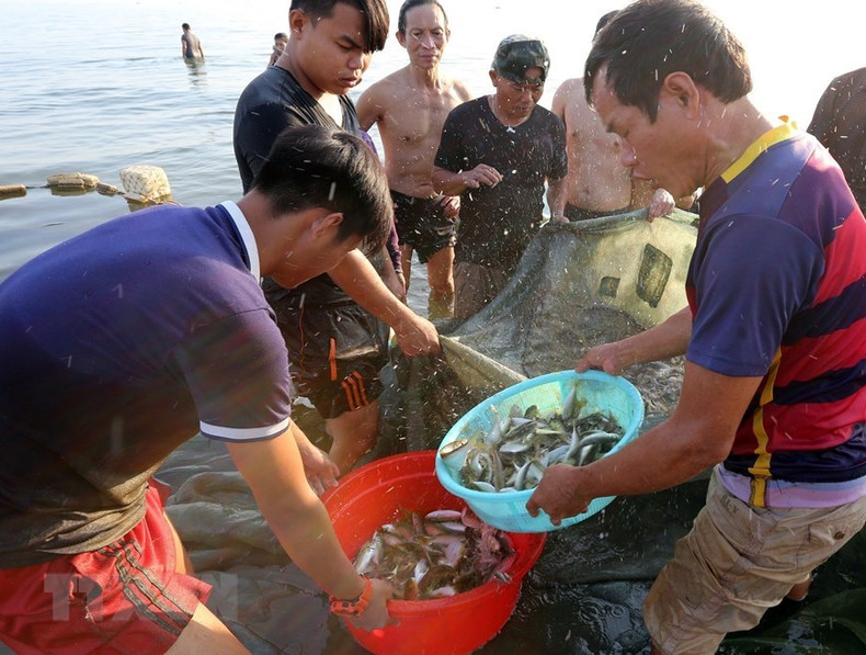Así se recogen los peces y camarones capturados con mallas.