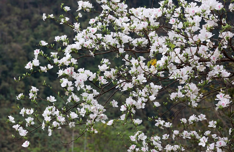 Hoa Ban, una flor que simboliza a las chicas de la etnia Thai, así como las montañas y bosques del noroeste. Hoa Ban, una flor que simboliza a las chicas de la etnia Thai, así como las montañas y bosques del noroeste.