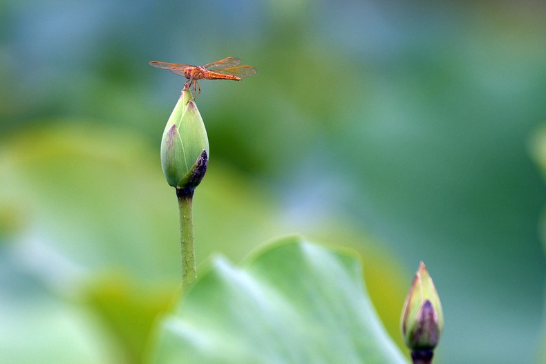 La pura belleza de los lotos conquista a los visitantes.