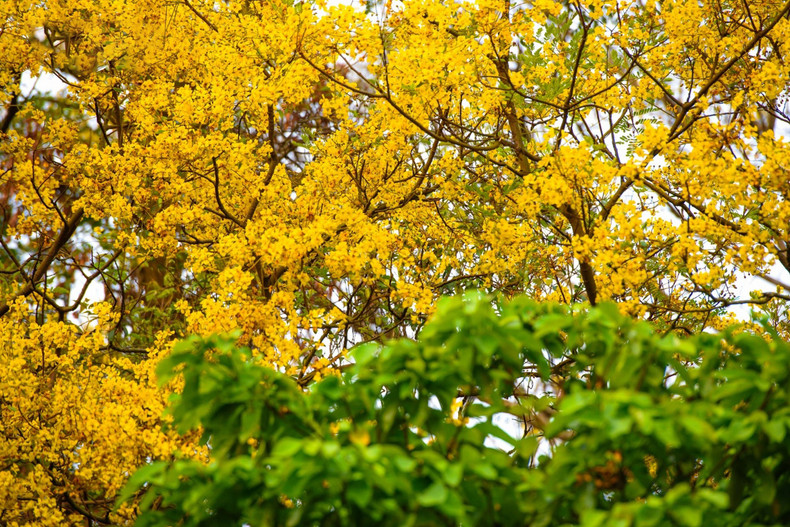 Aquellos que vienen aquí durante la temporada de floración quedan extasiados ante la belleza poco común del lugar. Aquellos que vienen aquí durante la temporada de floración quedan extasiados ante la belleza poco común del lugar.