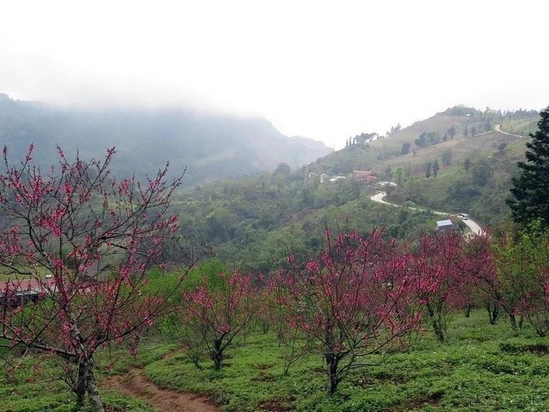 Las flores de durazno en la provincia de Bac Kan muestran sus colores. Las flores de durazno en la provincia de Bac Kan muestran sus colores.