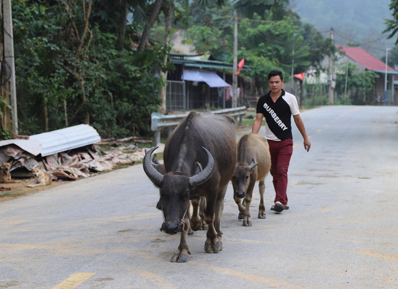 La gente de O Du lleva su ganado a la zona de pastoreo.
