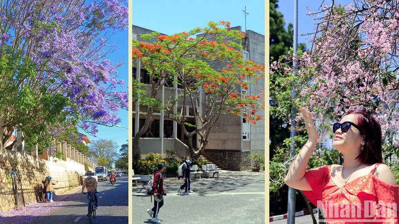 En el momento de la transición primavera-verano, los visitantes a Da Lat se sienten emocionados por la floración de las flores de cerezo y de flamboyán. Es realmente algo extraño en esta ciudad de las miles de flores. En el momento de la transición primavera-verano, los visitantes a Da Lat se sienten emocionados por la floración de las flores de cerezo y de flamboyán. Es realmente algo extraño en esta ciudad de las miles de flores.