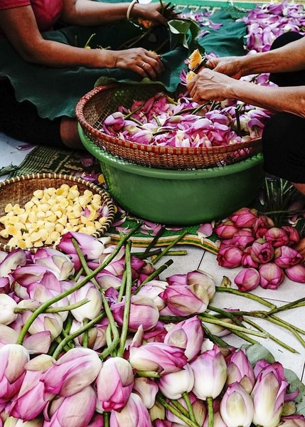 Para realizar la aromatización del té de Tay Ho, con su fragancia característica, se debe utilizar el loto de Bach Diep.